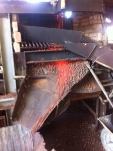 Đất sét nung aquaponics