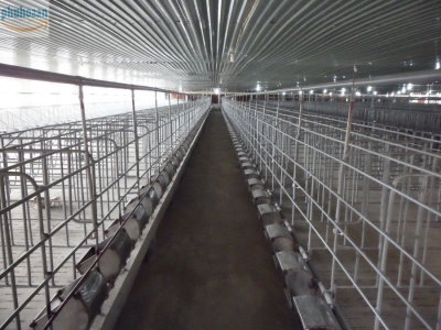 Chuồng nái đẻ mang thai