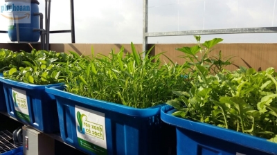 Hệ thống trồng rau nuôi cá sạch aquaponics 4 khay to chất lượng cao giá rẻ Phú Hòa An