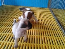 Tấm nhựa lót sàn heo hữu ích cho mọi nhà nông!