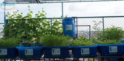 Hệ thống trồng rau nuôi cá sạch aquaponics 5 khay to chất lượng cao giá rẻ Phú Hòa An