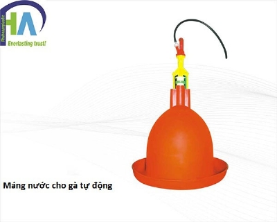 Máng nước cho gà tự động