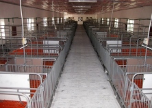 Mô hình trại chăn nuôi heo nái đẻ công nghiệp