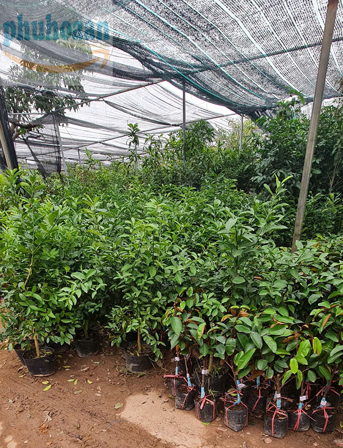 Lưới che nắng ngoài trời giá rẻ